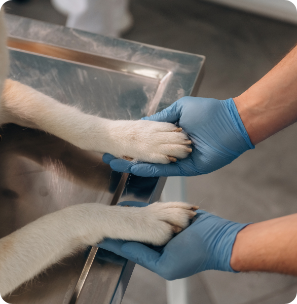 Cane assistito dal veterinario durante una visita presso l’Ospedale Veterinario Santa Fara a Bari
