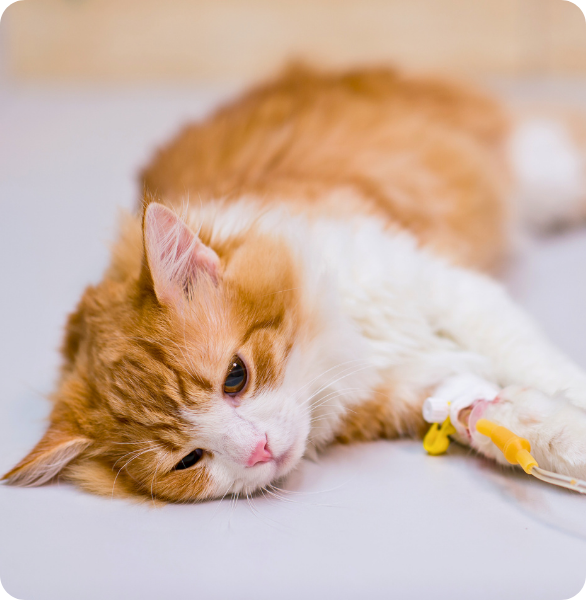 Gatto con supporto veterinario durante il ricovero presso l’Ospedale Veterinario Santa Fara a Bari