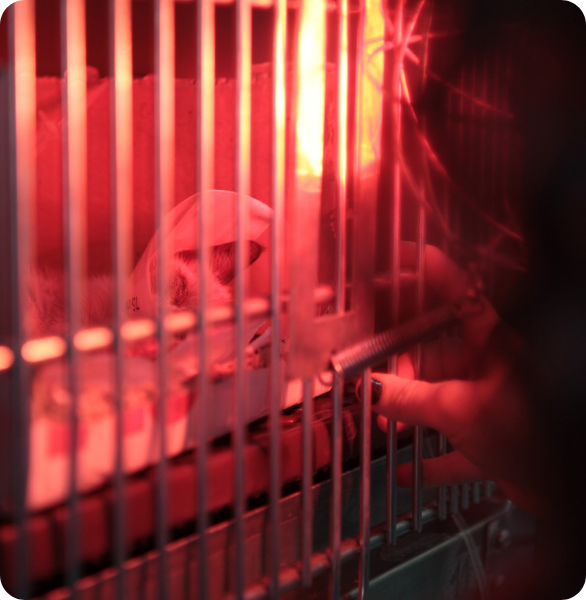 Pronto Soccorso veterinario a Bari sempre aperto Pet ricoverato in degenza veterinaria con assistenza intensiva presso l’Ospedale Veterinario Santa Fara a Bari