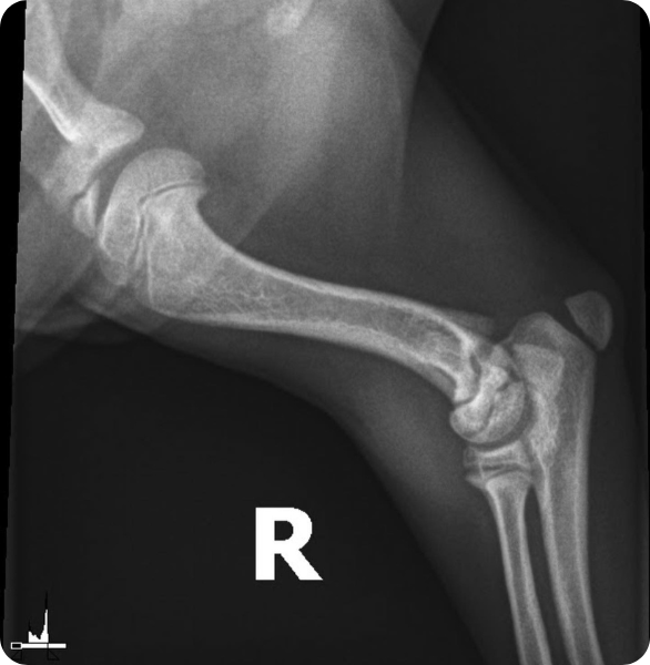 Radiografia veterinaria di un arto presso l’Ospedale Veterinario Santa Fara a Bari