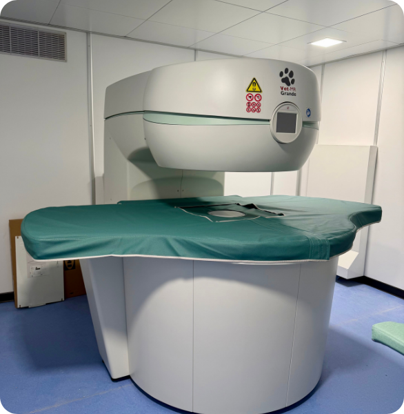 Risonanza magnetica veterinaria per diagnostica avanzata presso l’Ospedale Veterinario Santa Fara di Bari