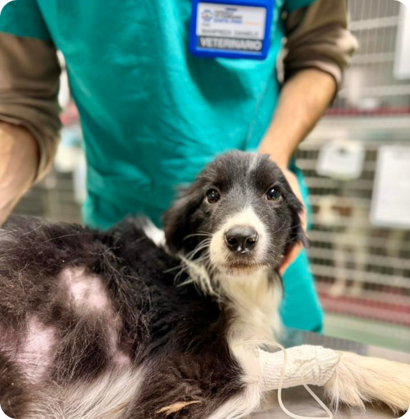 Team Veterinario santa Fara Cane assistito dal team dell’Ospedale Veterinario Santa Fara a Bari