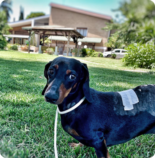 Cane in fase di recupero presso l’Ospedale Veterinario Santa Fara a Bari