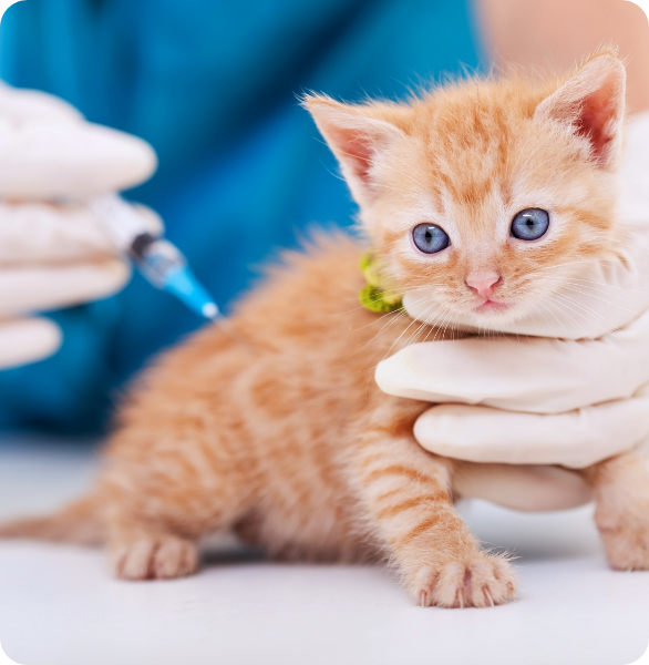 Gattino durante una vaccinazione veterinaria presso l’Ospedale Veterinario Santa Fara a Bari