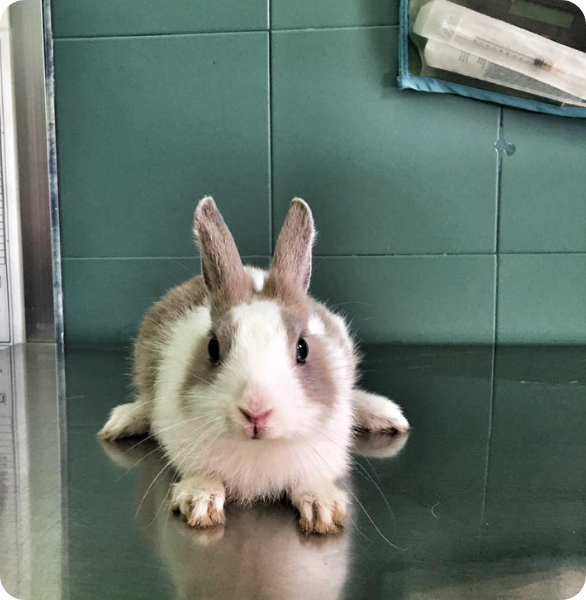 Visita veterinaria per conigli a Bari presso l’Ospedale Veterinario Santa Fara