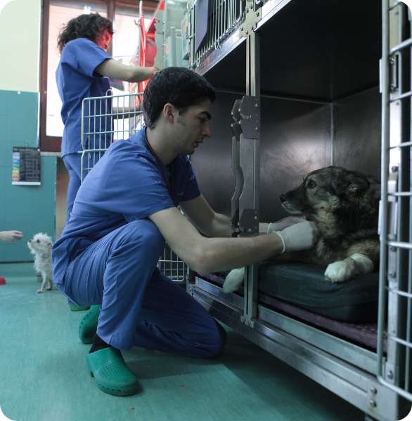Cane assistito dal team veterinario nell’area degenza presso l’Ospedale Veterinario Santa Fara a Bari