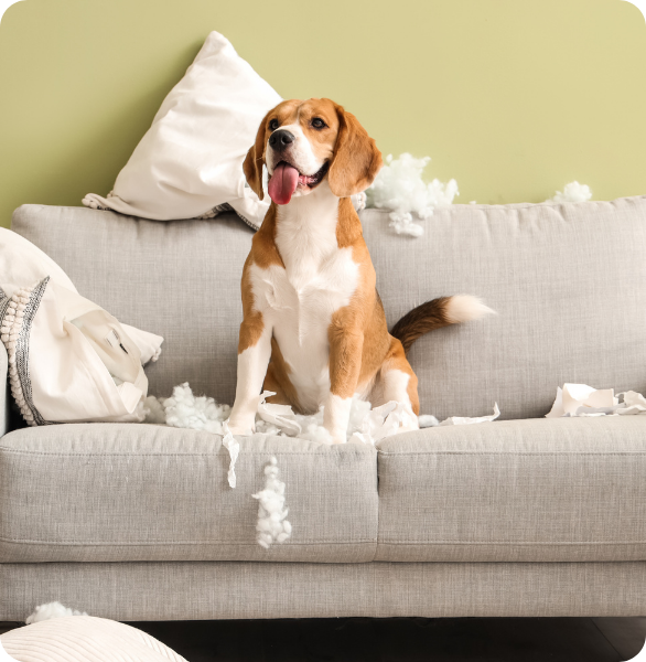 Cane con comportamento distruttivo in casa, possibile segnale di disagio comportamentale