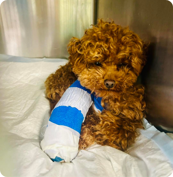 cane medicazione veterinaria bari Cane con bendaggio durante il percorso di cura presso l’Ospedale Veterinario Santa Fara a Bari