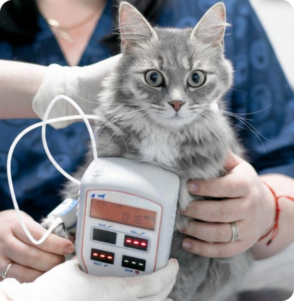 controllo pressione sanguigna gatto Misurazione della pressione arteriosa su un gatto presso l’Ospedale Veterinario Santa Fara a Bari