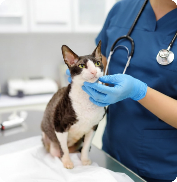 Visita veterinaria a un gatto presso l’Ospedale Veterinario Santa Fara a Bari