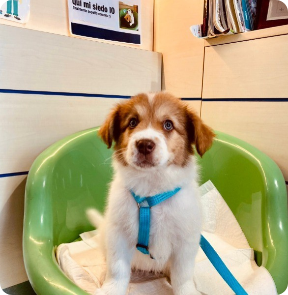 Cucciolo durante una visita presso l’Ospedale Veterinario Santa Fara a Bari
