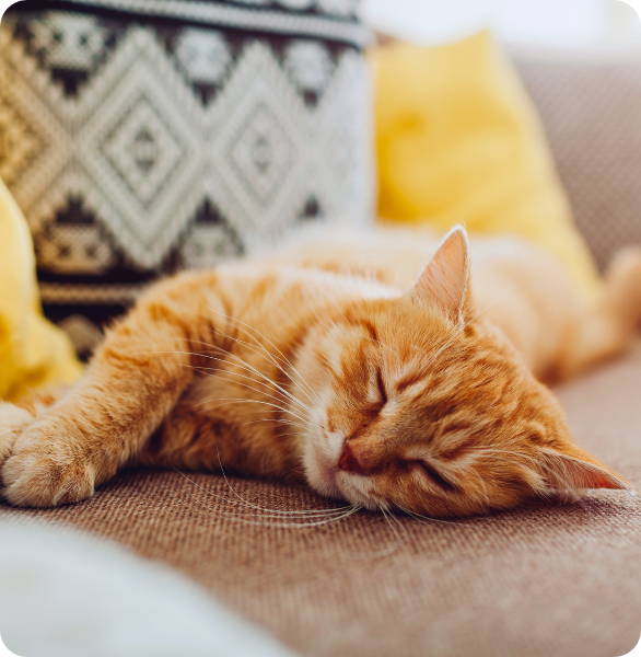 Gatto in stato di malessere