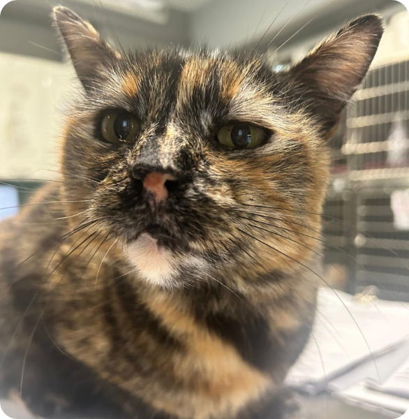 medicina felina Assistenza di medicina felina presso l’Ospedale Veterinario Santa Fara a Bari