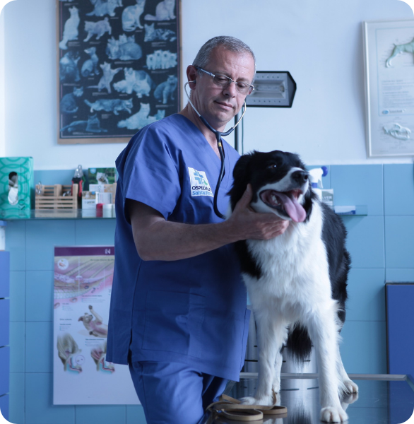 Medico veterinario durante una visita clinica a un cane presso l’Ospedale Veterinario Santa Fara a Bari