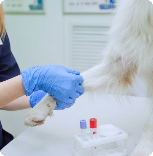 evo veterinario per analisi Prelievo di sangue per analisi veterinarie presso l’Ospedale Veterinario Santa Fara a Bari
