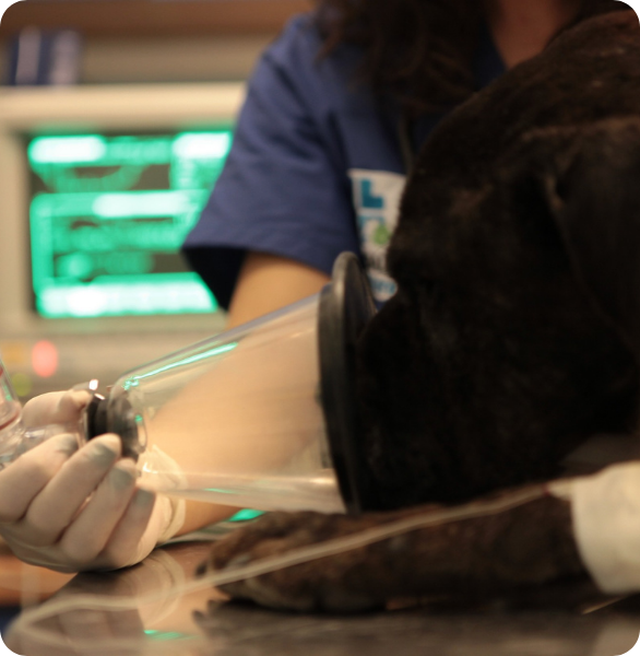 Anestesia e Terapia del dolore Cane durante una procedura di anestesia veterinaria presso l’Ospedale Veterinario Santa Fara a Bari