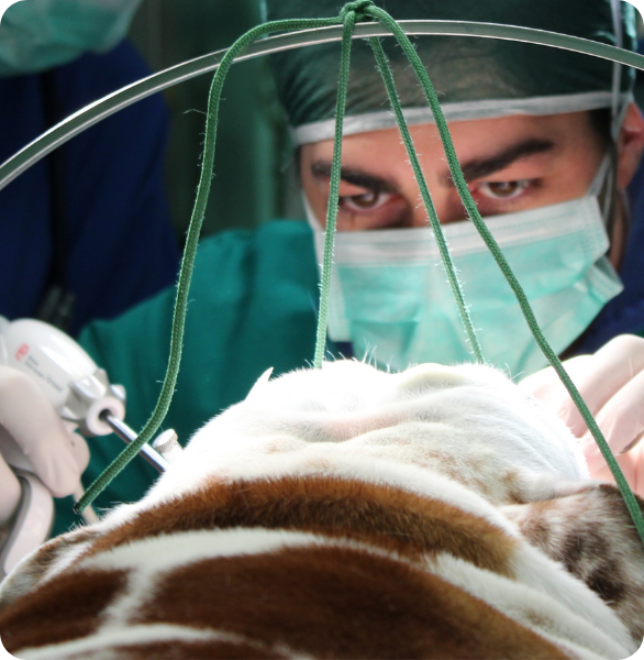 Intervento di chirurgia laparoscopica veterinaria presso l’Ospedale Veterinario Santa Fara a Bari