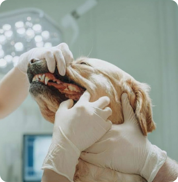 Controllo di denti e gengive di un cane presso l’Ospedale Veterinario Santa Fara a Bari