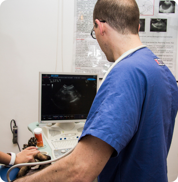 Esame ecografico veterinario Ecografia veterinaria con monitor in tempo reale presso l’Ospedale Veterinario Santa Fara a Bari