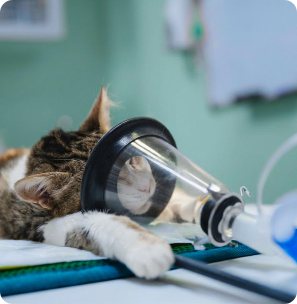 Gattino durante una procedura anestesiologica Gatto monitorato durante l’anestesia veterinaria presso l’Ospedale Veterinario Santa Fara a Bari