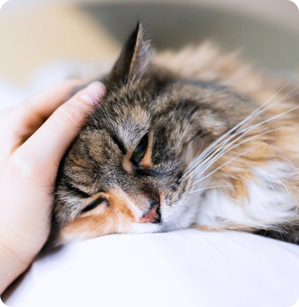 Gatto in stato di malessere con possibili sintomi neurologici Gatto in stato di malessere con possibili sintomi neurologici