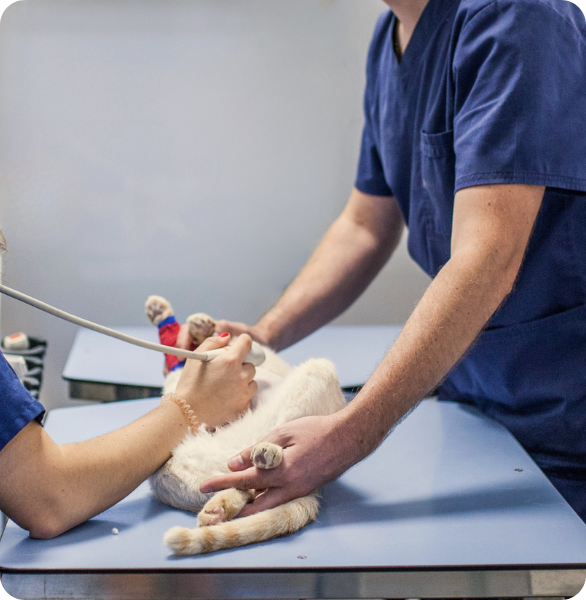 Esame ecografico su un gatto Gatto durante un’ecografia veterinaria presso l’Ospedale Veterinario Santa Fara a Bari