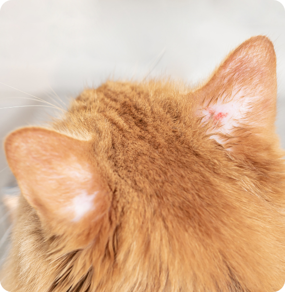 Infezione fungo orecchie gatto Alterazione cutanea visibile sull’orecchio di un gatto a causa di un fungo