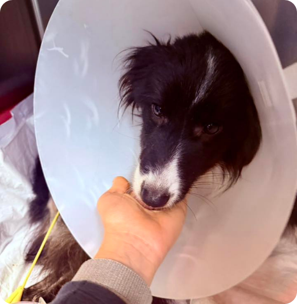 Recupero post-chirurgico di un cane Cane nel post-operatorio dopo un intervento chirurgico presso l’Ospedale Veterinario Santa Fara a Bari