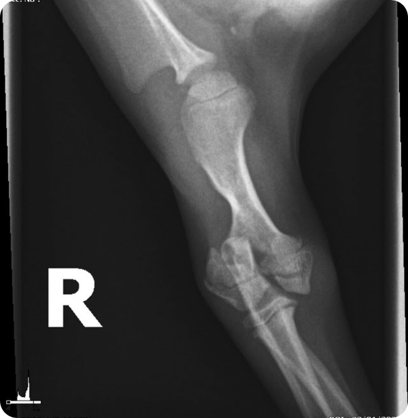 Radiografia di un arto per valutazione ortopedica Radiografia ortopedica veterinaria di un arto presso l’Ospedale Veterinario Santa Fara a Bari