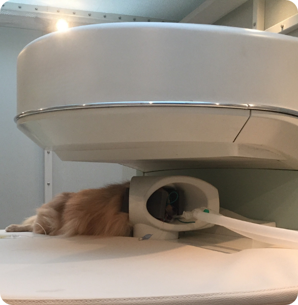Cane sottoposto a risonanza magnetica veterinaria presso l’Ospedale Veterinario Santa Fara a Bari
