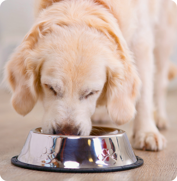 Cane che mangia da una ciotola durante un percorso di alimentazione controllata