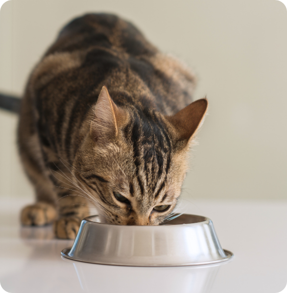 Gatto che mangia da una ciotola in un percorso di nutrizione veterinaria