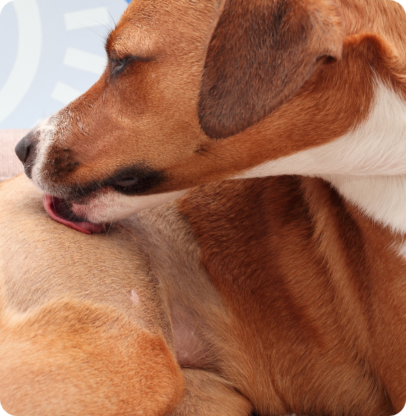 cane leccamento compulsivo Cane che si lecca in una zona del corpo, possibile segnale di irritazione cutanea