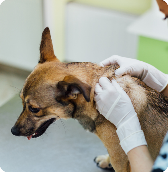 controllo dermatologico Controllo dermatologico veterinario su un cane presso l’Ospedale Veterinario Santa Fara a Bari