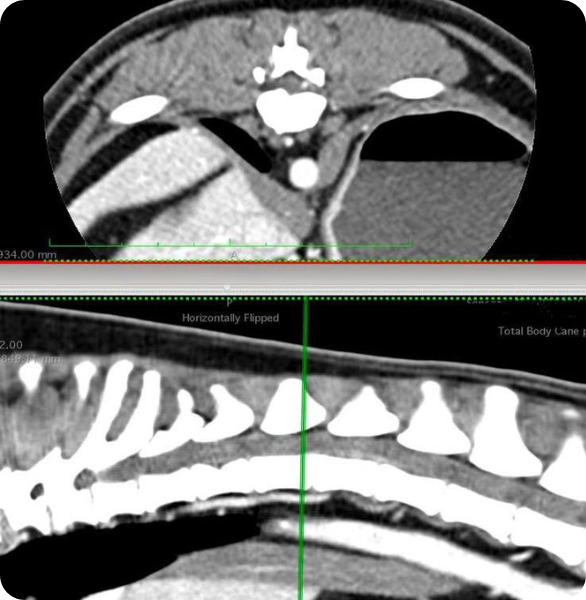 Diagnostica neurologica veterinaria con TC Immagini TC utilizzate per la diagnostica neurologica veterinaria presso l’Ospedale Veterinario Santa Fara a Bari