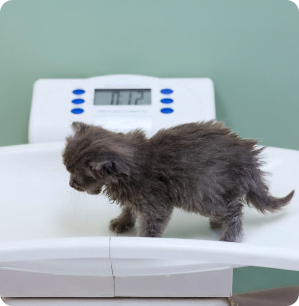 Controllo del peso di un gattino durante una valutazione nutrizionale