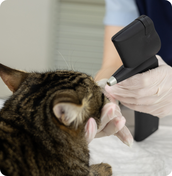 controllo pressione oculare Gatti a cui viene presa la pressione oculare durante una visita oculistica veterinaria presso l’Ospedale Veterinario Santa Fara a Bari