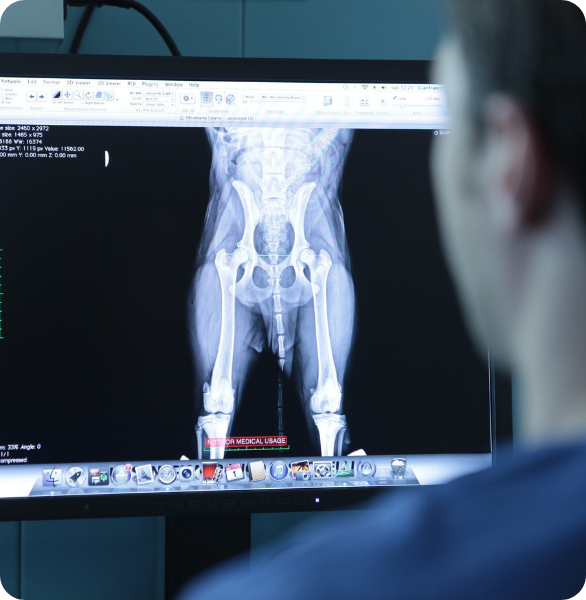 Radiologia digitale veterinaria con immagini in tempo reale Visualizzazione di un esame di radiologia digitale veterinaria presso l’Ospedale Veterinario Santa Fara a Bari