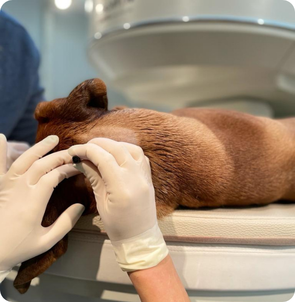 Procedura diagnostica neurologica veterinaria Esame neurologico veterinario specialistico presso l’Ospedale Veterinario Santa Fara a Bari
