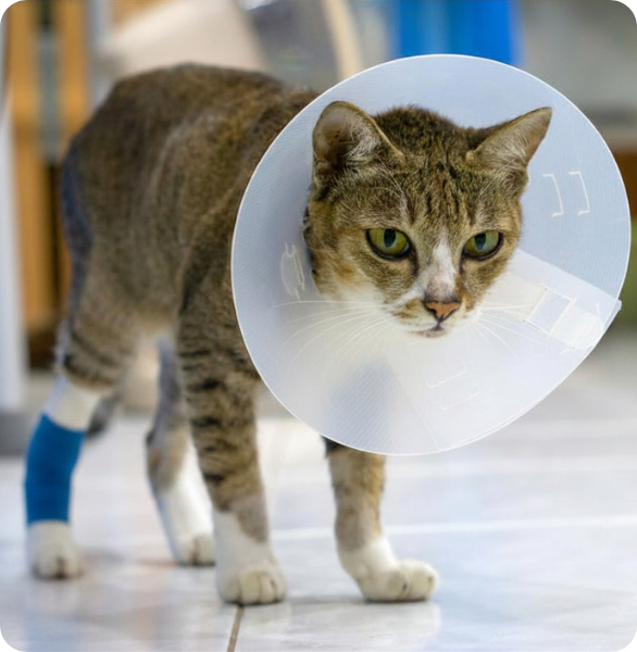 Recupero post-chirurgico di un gatto Gatto nel post-operatorio dopo un intervento chirurgico presso l’Ospedale Veterinario Santa Fara a Bari