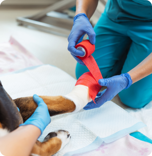 Fasciatura dell’arto di un cane durante il percorso ortopedico