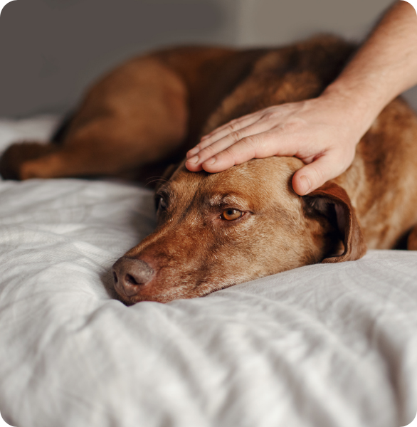 Cane assistito durante un percorso di cura presso l’Ospedale Veterinario Santa Fara a Bari