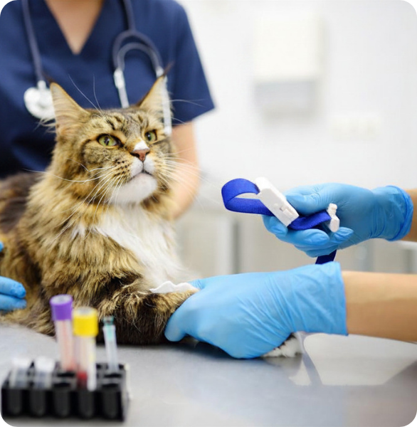 Gatto sottoposto a esami clinici presso l’Ospedale Veterinario Santa Fara a Bari
