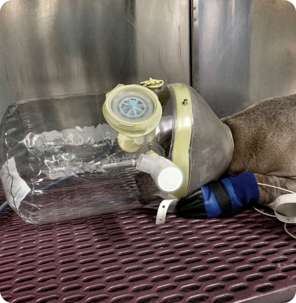 Cane ricoverato con supporto di ossigenoterapia presso l’Ospedale Veterinario Santa Fara a Bari
