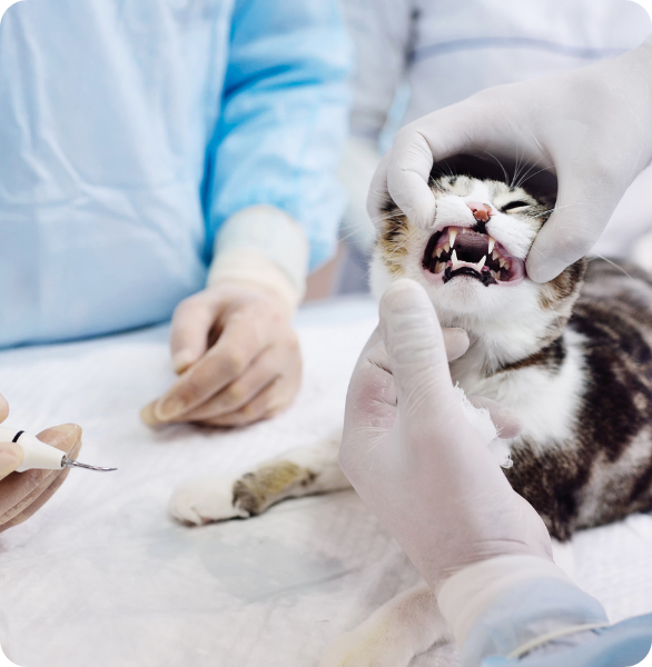 Controllo e pulizia dentale di un gatto presso l’Ospedale Veterinario Santa Fara a Bari
