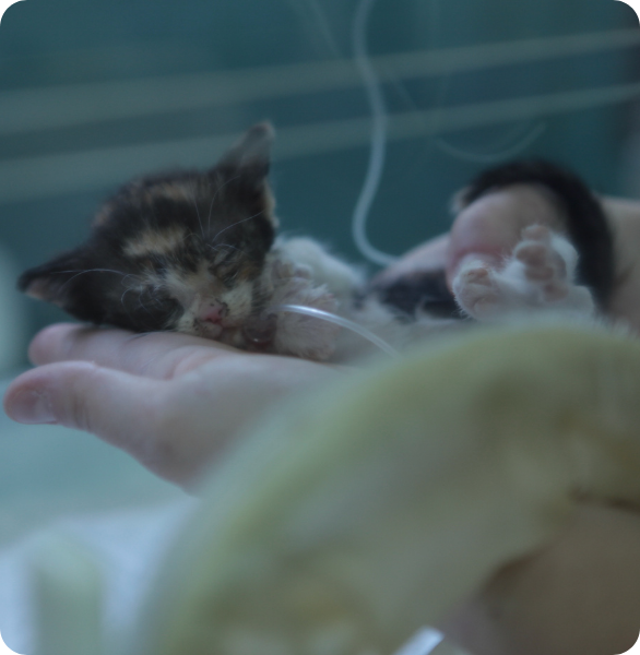 Assistenza neonatale veterinaria a un gattino presso l’Ospedale Veterinario Santa Fara a Bari