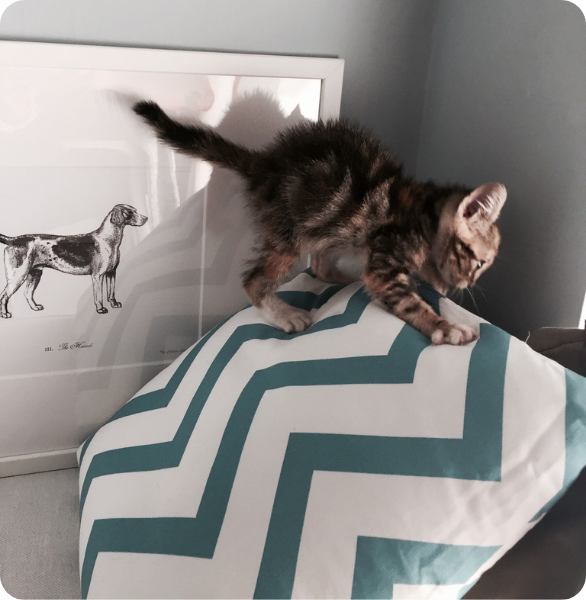Valutazione del movimento di un gattino durante una visita ortopedica